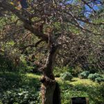 Seren Şirince Instagram - #brooklynbotanicgarden