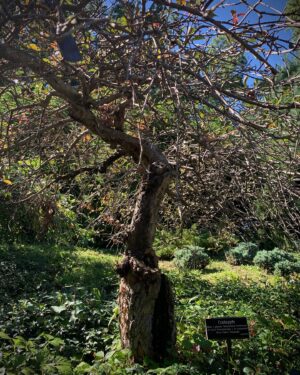 Seren Şirince Instagram - #brooklynbotanicgarden