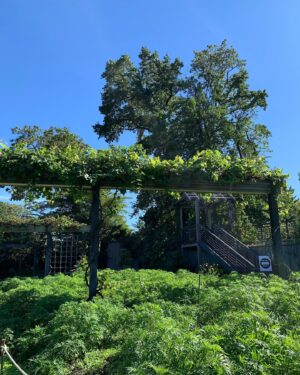 Seren Şirince Instagram - #brooklynbotanicgarden