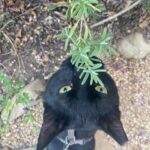 Shalom Harlow Instagram - 🐈‍⬛🐈‍⬛MALLOW🐈‍⬛🐈‍⬛ 🖤🖤meet my new mister 🖤🖤 he came to me during the eclipse last weekend 🖤🖤black cat magic 🐈‍⬛🐈‍⬛thank you @electricsadieland for a match made in heaven