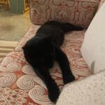 Shalom Harlow Instagram - 🐈‍⬛🐈‍⬛MALLOW🐈‍⬛🐈‍⬛ 🖤🖤meet my new mister 🖤🖤 he came to me during the eclipse last weekend 🖤🖤black cat magic 🐈‍⬛🐈‍⬛thank you @electricsadieland for a match made in heaven
