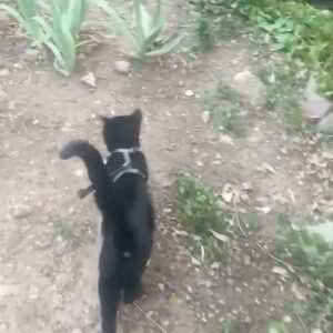 Shalom Harlow Instagram - 🐈‍⬛🐈‍⬛MALLOW🐈‍⬛🐈‍⬛ 🖤🖤meet my new mister 🖤🖤 he came to me during the eclipse last weekend 🖤🖤black cat magic 🐈‍⬛🐈‍⬛thank you @electricsadieland for a match made in heaven