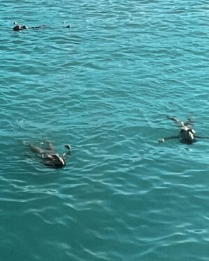 Shanie Blais Instagram - Floating in DR 🇩🇴