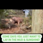 Shannon Elizabeth Instagram - #mudbath #sunshine #sanctuary #love