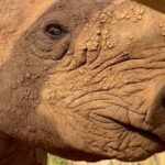 Shannon Elizabeth Instagram - I just love this close-up look at @munutherhino after his luxurious mud bath at his new sanctuary. He's so happy & curious & content! ♥️✨