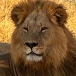 Shannon Elizabeth Instagram - Had the most magical birthday of my life thanks to my other half @conservationguy & our good friend & brother @safarirob at @goldenafricasafaris! After losing my little man a couple of months ago, being in the bush with no reception for days & the most exquisite animals around us is just what the doctor ordered. We started early on the 7th with a helicopter tour over the Okavango Delta. We then landed in the bush for a champagne toast & headed back to our game viewer so we could get packed up & drive into Moremi Game Reserve. We camped at Second Bridge for five incredible nights & fell asleep to lions roaring all around us. We played poker in the middle of the bush pretty much every day & ate the most unbelievable food! Then Simon suprised me with video messages from so many friends who couldn't be with us. Thank you to all of you who sent a video message. It really did mean the world to me & is something I will keep forever & watch often. I love you all! It was a week of suprises, love, laughter, & so many animals. Golden Africa Safaris truly went out of their way to make everything absolutely perfect for me-including the birthday cake made out of elephant dung...delish!! I'll break down moments with photos as I can. But wanted to say thank you to everyone who celebrated with us, whether near or far. And the biggest thank you to my hubby Simon-my partner in crime-my mirror image. There's nothing we love more than adventures & animals. This trip couldn't have more of both if we tried. May we have so many more adventures together & may every single day be a new adventure we get to experience together. I love you. ♥️ #botswana #okovangodelta #goldenafricasafaris #moremi #shannonelizabeth