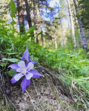 Shannon Elizabeth Instagram - Went on the most beautiful hike the other day...had to share the beauty of nature! 🌲🌿🌸
#nature
#hiking 
#love