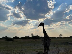 Shannon Elizabeth Instagram - Today is officially World Wildlife Day--yet to me, every single day is wildlife day. We must respect all life on this planet, for we are all sharing this beautiful Earth together. For anyone to feel they are better than any other life-form seems very short-sighted to me & extremely narcissistic. So please remember, we all need each other & we all have a right to be here. 

A world without wildlife is a world I don't want to be in. Make that, a world without animals...

And yes, I included one of my fav wild animals which has tamed down to be my little Peanut! 😊

#respectalllife
#respectlife
#worldwildlifeday
#wildlife
#love