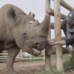 Shannon Elizabeth Instagram - Please check out the new campaign I just launched in time for my birthday! It'll run throughout my birthday month & I need your help. Please share the campaign & videos as much as you can & help @munutherhino & @shannonelizabethfdn save his species & share his story with the world!!