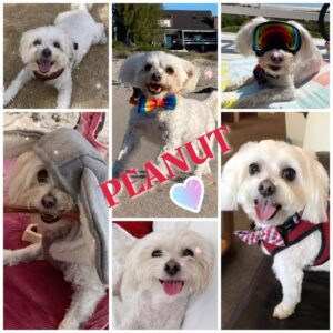Shannon Elizabeth Instagram - In Loving Memory of Peanut

It is with a heavy heart and tears streaming down my face that I write this memorial for my beloved baby, my best friend, and my forever loyal companion, Peanut. Friday, July 14th, we had to bid farewell to our furry family member, as he embarked on his final journey across the Rainbow Bridge. It's just been too painful for me to post anything until now. Every moment of every day we miss him terribly & our hearts are broken. 💔

Peanut, you were so much more than our doggie; you were an inseparable part of our lives, filling our days with unconditional love, joy, and laughter. From the moment you bounded into my life, those tiny paws and wagging tail instantly stole my heart. You quickly became an integral part of our family, weaving yourself into the fabric of our everyday existence.

Your infectious happiness and vibrant spirit were unmatched. And from the countless kisses to the quiet nights spent curled up together, our bond grew deeper with each passing moment. I have had many dogs come & go, but our connection was different. I know you're still around me often & whatever form you're in...I'll never stop loving you with my entire being & for eternity. 💜💫 I love you my baby, Peanut...always & forever. Thank you for choosing me.