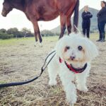 Shannon Elizabeth Instagram - Had an incredible day at @tomrohavenforequineschildren with Peanut!! The work they do rescuing horses is beautiful, & the energy there is so spiritual. Whether you're traveling to South Africa or you live here, pls consider paying them a visit & supporting the work they do in whatever ways you can. As you can imagine, they need a big piece of farmland where they can really build their dream facilities for these angels. They currently work with kids & women who get so much healing from these horses. Every life matters-save one save all! Thank you to Gillian & Stephanie for sharing your magic with me!! And thank you to @noulamaclean for introducing me to such a worthy cause. 🙏🏼💫 (SWIPE LEFT to see Peanut at the end of a long day with the horses after his bath!)