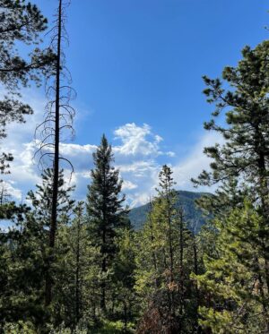 Shannon Elizabeth Instagram - Went on the most beautiful hike the other day...had to share the beauty of nature! 🌲🌿🌸
#nature
#hiking 
#love