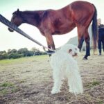 Shannon Elizabeth Instagram - Had an incredible day at @tomrohavenforequineschildren with Peanut!! The work they do rescuing horses is beautiful, & the energy there is so spiritual. Whether you're traveling to South Africa or you live here, pls consider paying them a visit & supporting the work they do in whatever ways you can. As you can imagine, they need a big piece of farmland where they can really build their dream facilities for these angels. They currently work with kids & women who get so much healing from these horses. Every life matters-save one save all! Thank you to Gillian & Stephanie for sharing your magic with me!! And thank you to @noulamaclean for introducing me to such a worthy cause. 🙏🏼💫 (SWIPE LEFT to see Peanut at the end of a long day with the horses after his bath!)