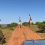 Shannon Elizabeth Instagram - Great way to start out the day in South Africa... #southafrica #giraffe #safaris