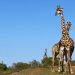 Shannon Elizabeth Instagram - Great way to start out the day in South Africa... #southafrica #giraffe #safaris