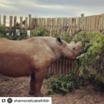Shannon Elizabeth Instagram - #Repost @shannonelizabethfdn ・・・ @munutherhino is getting ready to move to his new forever home! He doesn't know it yet, but we've been hard at work building him a new sanctuary where he can be in thick, deep bush & eventually meet females for the first time in over three years. We can't wait to show him his new digs!! . . . #shannonelizabethfdn #munutherhino #sanctuary #southafrica #blackrhino #rhino