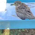 Shannon Elizabeth Instagram - We found this sweet little water Dikkop in our yard the other day. He couldn't fly & a cat was stalking him. So we were able to bring him in & care for him until we could find the right expert to take him & give him everything he needs. Yesterday we finally found @tweettweetrescue who is now giving him lots of food, meds, & warmth so that he can be released once he's fully recovered. I know dogs & rhinos, but caring for birds is very new to me. I knew I wasn't the fight person for the job, but I like to believe the Universe guided the Dikkop to us so that we could find that rescue for him & potentially others. And now I'm going to look into getting certified here so that I am better equipped to help other animals in need in the future. My mission on this planet is to help the animals...so every experience teaches & guides me so that I can hopefully get better & better at that. 🙏🏼 Thank you to Danika at Tweet Tweet Rescue for all of the incredible work you do with garden birds of so many species! Very grateful for animal avengers like you. 💜 #tweettweetrescue #shannonelizabethfdn #love #animals