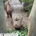 Shannon Elizabeth Instagram - #Repost @shannonelizabethfdn ・・・ @munutherhino is getting ready to move to his new forever home! He doesn't know it yet, but we've been hard at work building him a new sanctuary where he can be in thick, deep bush & eventually meet females for the first time in over three years. We can't wait to show him his new digs!! . . . #shannonelizabethfdn #munutherhino #sanctuary #southafrica #blackrhino #rhino