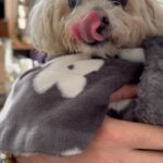 Shannon Elizabeth Instagram - Just ran across this video we made of Peanut in March. He was always food obsessed, & this pretty much sums up the excitement of dinner time every day! I miss our boy so much it hurts. 💜 #Peanut #love