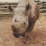 Shannon Elizabeth Instagram - #Repost @shannonelizabethfdn ・・・ @munutherhino is getting ready to move to his new forever home! He doesn't know it yet, but we've been hard at work building him a new sanctuary where he can be in thick, deep bush & eventually meet females for the first time in over three years. We can't wait to show him his new digs!! . . . #shannonelizabethfdn #munutherhino #sanctuary #southafrica #blackrhino #rhino