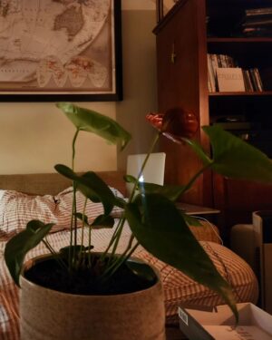 Shannyn Sossamon Instagram - Sweet cozy home details from night 🌙