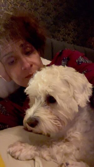 Shappi Khorsandi Instagram - I think Jamie has ADHD too. She just wanders off in the middle of a conversation 
#dogsofinstagram 
#bedtime
#maltese