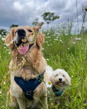 Shappi Khorsandi Instagram - 4 pics....which is the money-shot in your opinion? #dogsofinstagram #goldenretriever #maltipoo #maltese