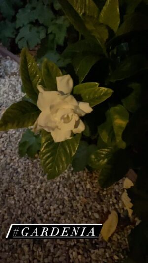 Sharon Lawrence Instagram - #gardenia 
#southernflowers