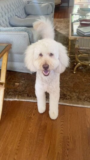 Sharon Lawrence Instagram - My pawfect playmate- @parkerthepdoodle
#goldendoodle 
#goldendoodlesofinstagram 
#f1bgoldendoodle