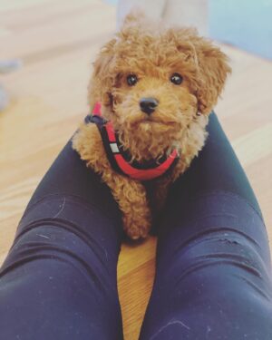 Shaunette Renée Wilson Instagram - I deserve to be loved. 

So, here she is. My pup. Cyprus.