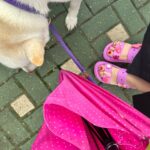 Shim Jin-hwa Instagram - - 비왔던 날 남편이랑 영화보러 갔는데요~ 생애 첫 크록스도 사고 맛난 밥도 먹고 영화도 잘보고 나와서 그런가??? 우산들고 서 있는 남편을 보는데….. 막- 선재같고 막👉👈 🤭 ㅋㅋㅋㅋㅋㅋㅋㅋㅋㅋㅋㅋㅋㅋㅋㅋㅋㅋㅋㅋㅋㅋㅋㅋ ㅋㅋㅋㅋㅋㅋㅋㅋㅋㅋㅋㅋㅋㅋㅋㅋㅋㅋ 우리 키차이는 솔선재랑 같은뎈ㅋㅋㅋㅋㅋㅋㅋㅋㅋㅋ 아 주말만 지나면 선재 온당!!!!🤭🤭🤭 여보, 여보는 내 앞에 선 죄🤣 [여러분‼️ 선재업고튀어 꼭 보세요!!!!! 진짜 스토리 이런 스토리가 없고 연기들은 왜케 잘하고 개연성이 아주 정확해요. 근데 설레임에 심장이 터질수있으니 주의해야해요😍]