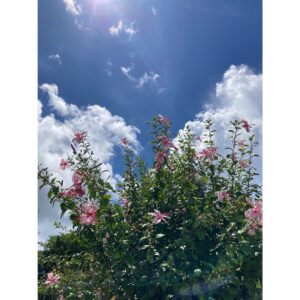 Shizuka Ishibashi Instagram - 💡最近の発見💡

・出し惜しみしない
「これをもらったからこれだけ返す」とか対価ではないやりとり　その方が返ってこなくてもあげた喜びだけが残る
・疲れすぎないこと
心と身体が疲れすぎてると自分にも人にも良いことがない
・人のせいにしない
最終決定を自分でしないといつまでも後悔が残る　腹を括ると新しいパワーが出てくる

😽
自然と人にいろんなことを教えてもらった8月でした。
あと、踊ることは素晴らしいことだ。

☀️