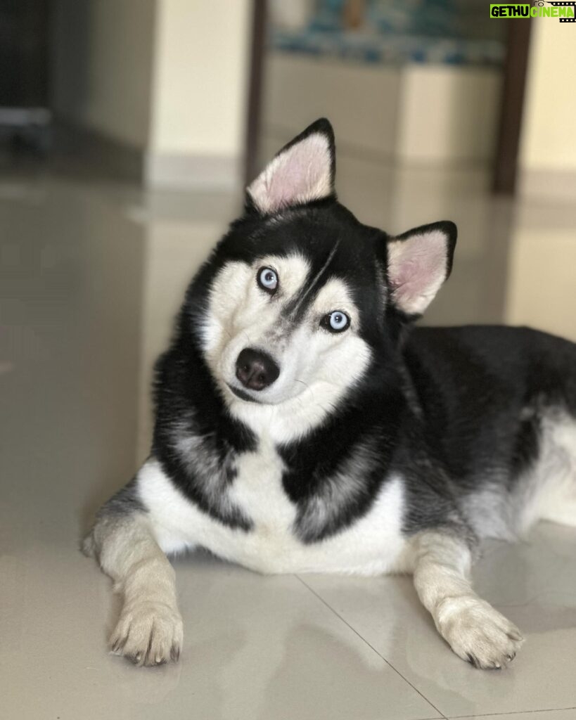 Shruti Reddy Instagram - My baby cute 🐺NALA 🤍 . . . . . #husky #nala #dogsofinstagram