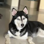Shruti Reddy Instagram – My baby cute 🐺NALA 🤍

.
.
.
.
.

#husky #nala #dogsofinstagram