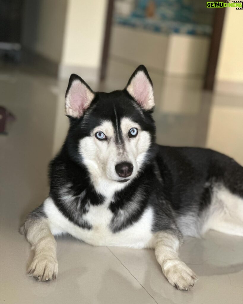 Shruti Reddy Instagram - My baby cute 🐺NALA 🤍 . . . . . #husky #nala #dogsofinstagram