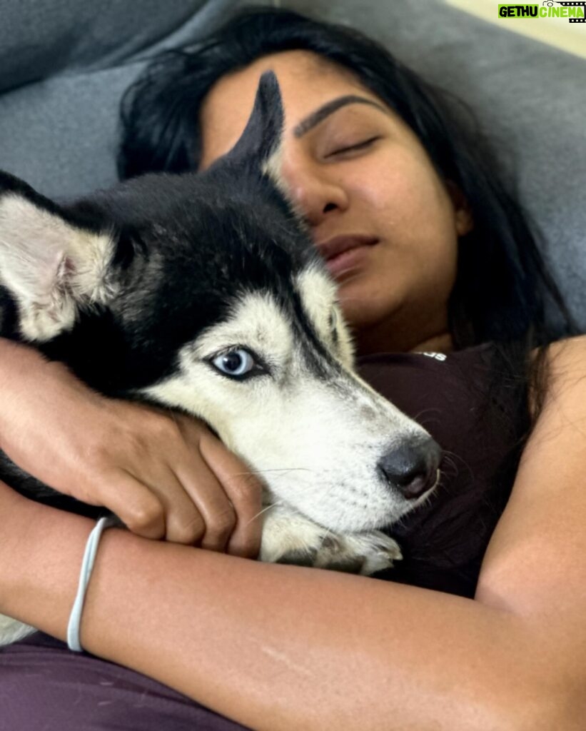 Shruti Reddy Instagram - My baby cute 🐺NALA 🤍 . . . . . #husky #nala #dogsofinstagram