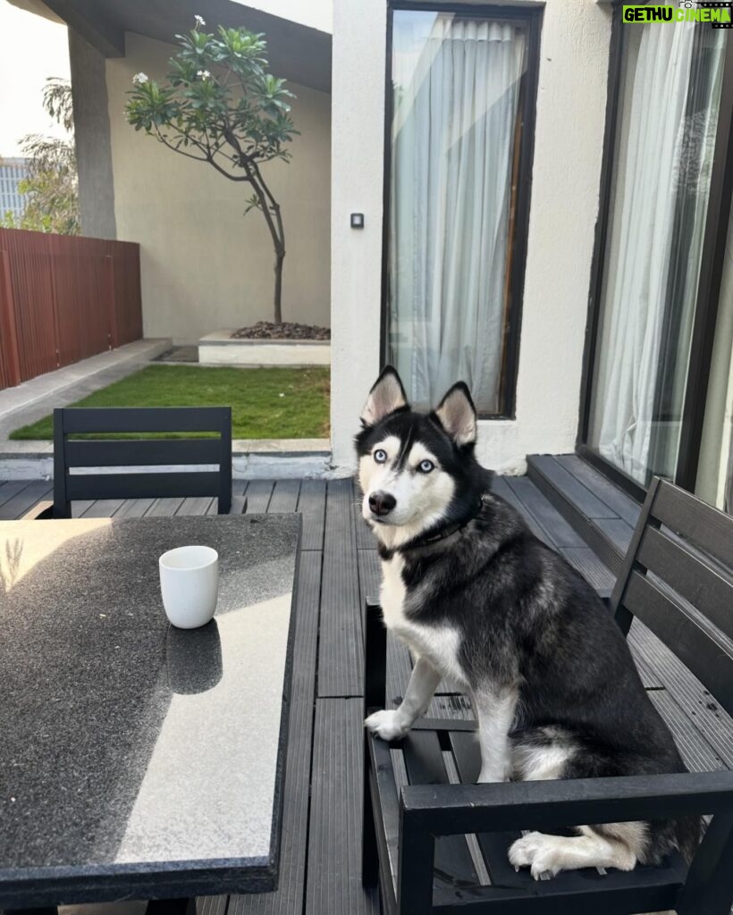 Shruti Reddy Instagram - My cute self time! 🤍🤍🤍 🐺NALA 🤍 #husky #huskylove #huskylovers #huskies #huskylife #nala