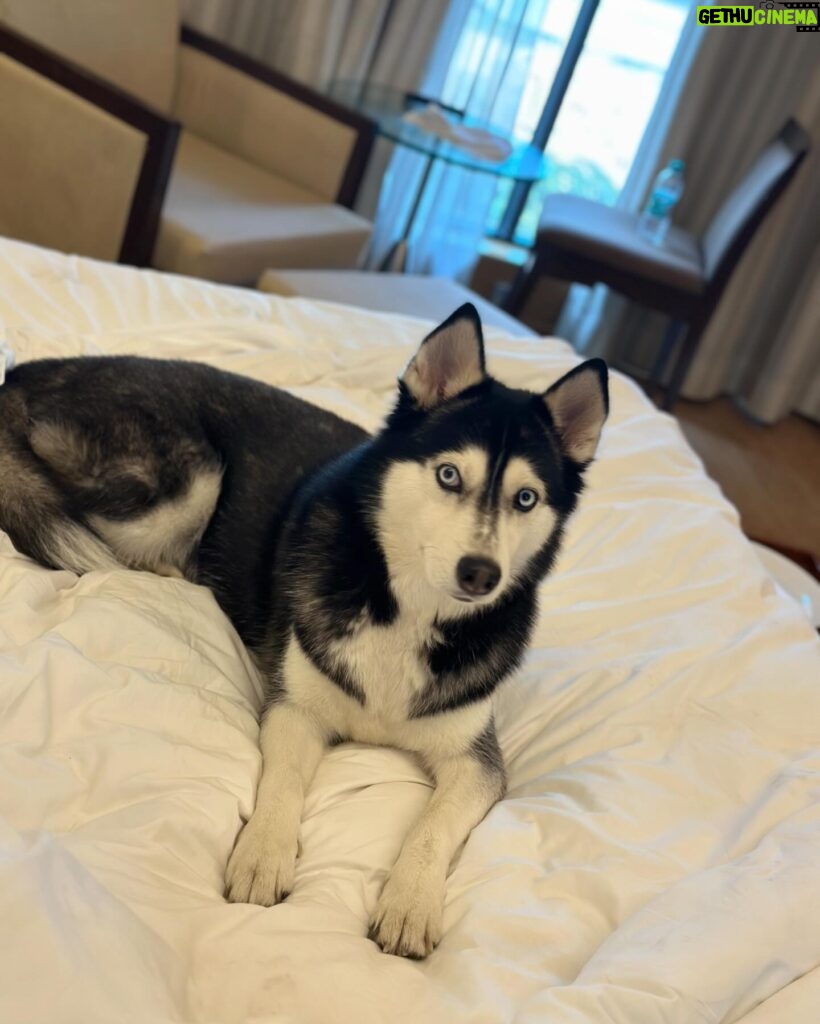 Shruti Reddy Instagram - My cute self time! 🤍🤍🤍 🐺NALA 🤍 #husky #huskylove #huskylovers #huskies #huskylife #nala