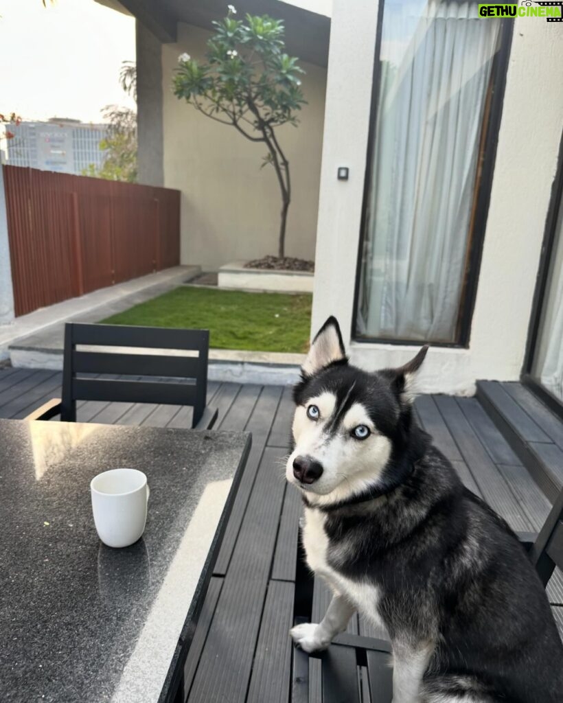 Shruti Reddy Instagram - My cute self time! 🤍🤍🤍 🐺NALA 🤍 #husky #huskylove #huskylovers #huskies #huskylife #nala