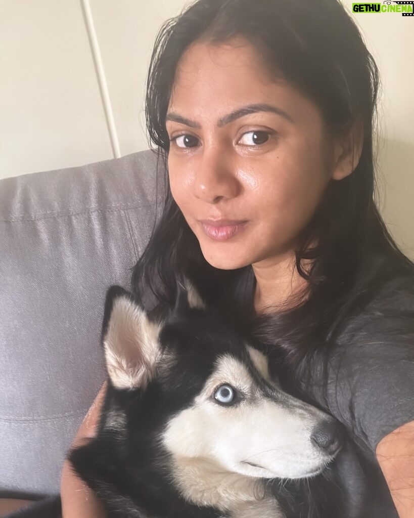 Shruti Reddy Instagram - My baby cute 🐺NALA 🤍 . . . . . #husky #nala #dogsofinstagram