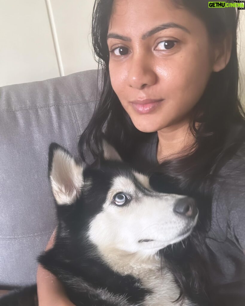 Shruti Reddy Instagram - My baby cute 🐺NALA 🤍 . . . . . #husky #nala #dogsofinstagram