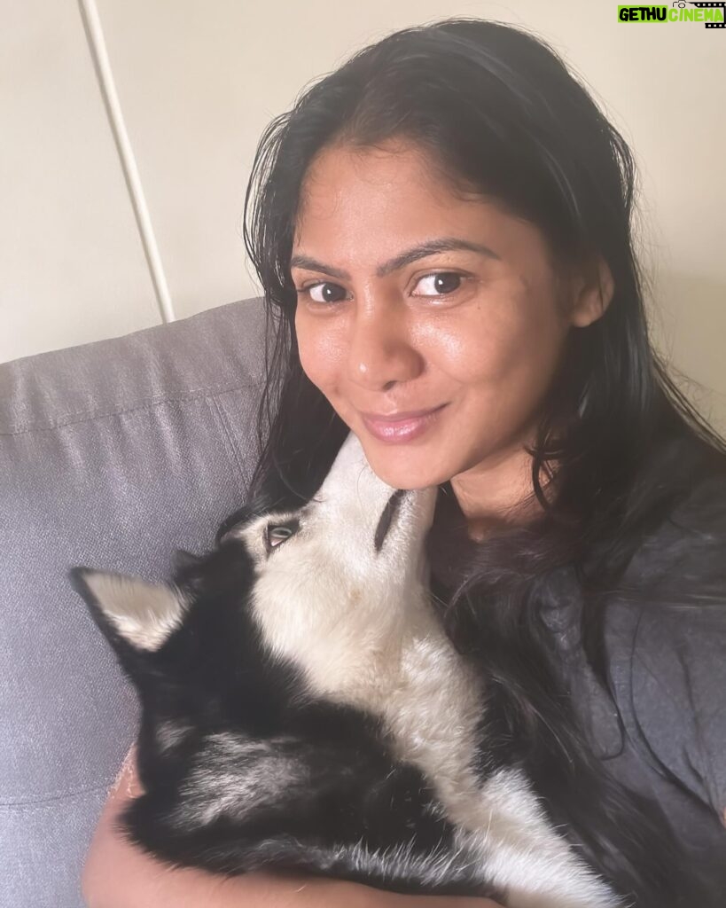 Shruti Reddy Instagram - My baby cute 🐺NALA 🤍 . . . . . #husky #nala #dogsofinstagram