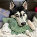 Shruti Reddy Instagram – My baby cute 🐺NALA 🤍

.
.
.
.
.

#husky #nala #dogsofinstagram