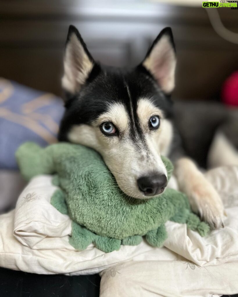 Shruti Reddy Instagram - My baby cute 🐺NALA 🤍 . . . . . #husky #nala #dogsofinstagram