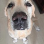 Shweta Gulati Instagram - To my lifelines…. I love you !!! On national pets day I urge you all to adopt an indie. All my babies are rescued and adopted, my lab is rescued from a breeder, bhalu a border collie indie mix is rescued from film city after being beaten up with gashes on his face and a broken front leg, and my girl Bella from the streets of Powai. The compassion I see in my indie Bella is unmatched, with stronger immunity, great agility, low maintenance, less demanding and lots of lots of kisses. 😍 Most breeders in our country keep the dogs in very poor condition, almost torture them to breed n then discard them when the dog is of no use to them. If you are a true animal lover before encouraging these ruthless breeders, do think about adopting our street kids and give them a loving home. #nationalpetday #babiesnotpets #furbabies #mylove #mylife