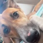 Shweta Gulati Instagram - Ok so this is brownie… A semi paralysed indie that lives down the road. Some women had found him hit by a car over a month ago. Nice of them to nurse his basic wound, feed and deworm him. ❤️ And then I found him…. First thing took him to the vet got his X-ray done, and got to know that he’s lost his chance of recovery coz he was brought in too late. @aarf_official saw my story of brownie and told me to put him in Sonu foster care in malad and do Lep therapy that they usually do in such cases. There is bleak chance he may recover which I was ready to take. So we started his therapy but he shows no major sign of improvement. Finally neutered him yesterday and sent him back to the foster care for his post surgery recovery will eventually bring him back to where he actually belongs. Brownie has finally lost his manhood 🤣 and is recovering well. He should be back here in a weeks time n I cannot wait for my friends who’ve been keep a checking on his improvement to come n meet this kind, loving innocent kid. @ramonasworld ❤️ Though living on the streets, he will be taken care of for good now on. :)) All these street kids need from us is love and compassion. Please please be kind to animals and give them the necessary medical aid in time. So that they can live a healthy happy life unlike brownie who is now paralysed forever. I wish I’d seen him sooner. There are times I feel I wish i could give each of these street kids a better life. But then I tell myself … 1 kid at a time Shweta… 1 kid at a time.