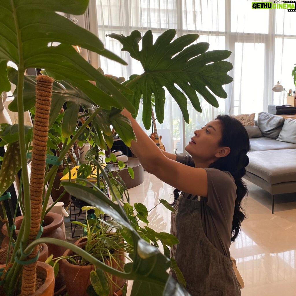 Sigi Wimala Instagram - Pulang abis traveling langsung ngurus tanaman. #crazyplantlady #crazyplantmom