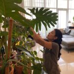 Sigi Wimala Instagram - Pulang abis traveling langsung ngurus tanaman. #crazyplantlady #crazyplantmom