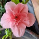 Sindhu Lokanath Instagram - Flowers don't bluff, They make you believe🌹