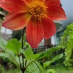 Sindhu Lokanath Instagram - Flower flower which flower do you choose??? . #sikkim_diaries #flowers #flowersofindia #sikkimblooms #sikkimflowers #beautiful